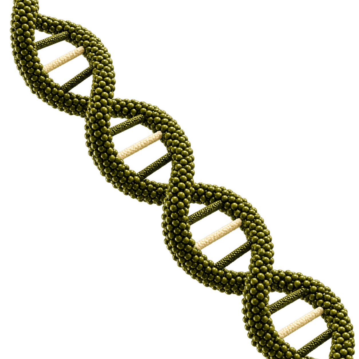 A model of a DNA double helix.